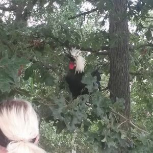 My silly rooster Einstein sitting in the tree standing guard over his ladies.