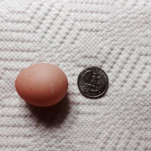 Our first egg. The shell was very soft. I'm feeding medicated layer feed, now also offer separate crushed oyster shells. No other hens or ducks are laying and I don't know who is the mama. 
We are still proud as first time poultry parents.