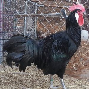 4 year old SC Black Minorca Cock