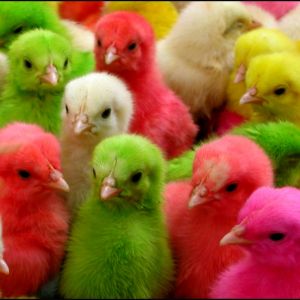 COLORFUL CHICKS
