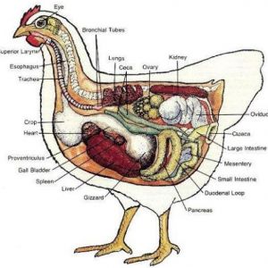 INSIDE PARTS OF A CHICKEN