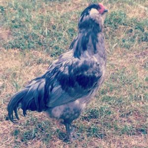 Salvador Dali Part-Hen our pride and joy.  We hope to start a breeding program with him.