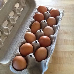 The first week's eggs! One broke or it would have been an even dozen!