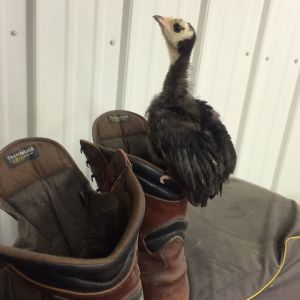 Turkey on a boot