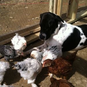 Lily loves the chickens