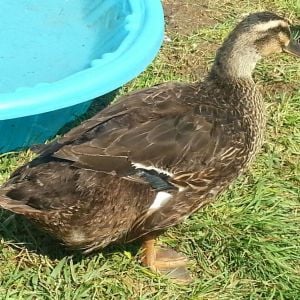Tella: Rouen - Assistant broody duck.  Lost some feathers too.