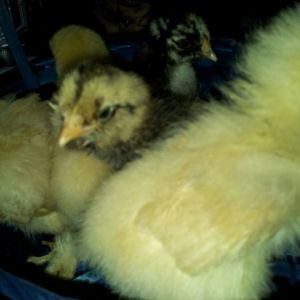 Our chicks.  Pictured here are two cochins, an americana, and a silver laced wyandotte in the back.