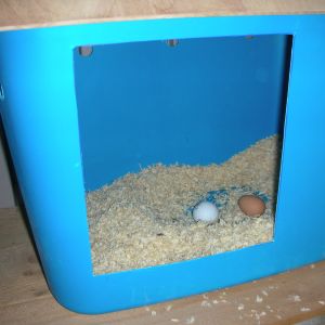 An egg! An egg! My first layer always lays hers in this first nest box...love that!