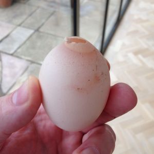 Egg from our white sussex