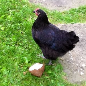 Sophia Lor-hen trying to figure out why someone gave her a half coconut!