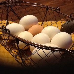 1st week of eggs