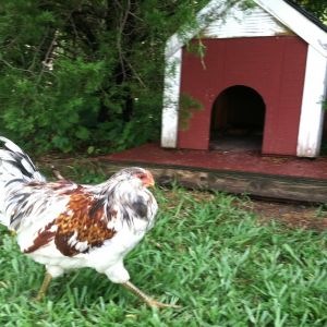 Ameraucana rooster. He is so handsome. Age 6.5 months