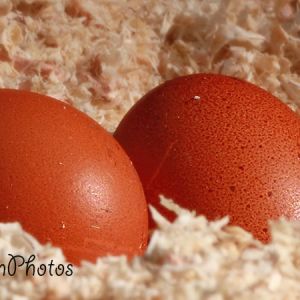 First eggs from Golden Comets at 16 wks of age.