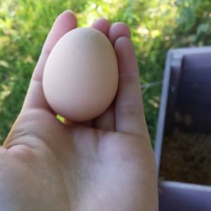 First egg!