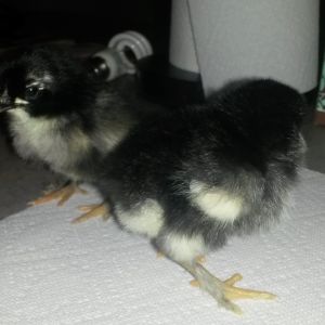 2-3 days old. Only have 2 of them. :( Hope God blesses them and will have a cockerel and pullet. LOL