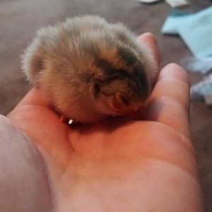 Here is the blind baby, this Guinea has big swollen pinkish eyes, I haven't figured it out quite yet how I'm going to feed the little thing, it'll have to wait until tonight. The other free chick from the auction.