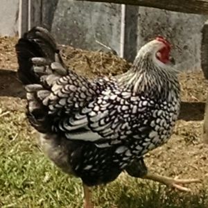Betty on her way to lay an egg, ain't she pretty