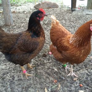 We have two Barnevelders (left) and three ISA Browns (right)