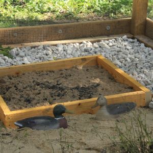 Place for a dust bath with antique duck decoys