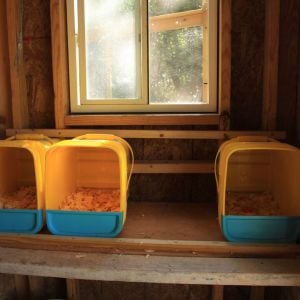 Using kitty litter boxes for nesting boxes works great!