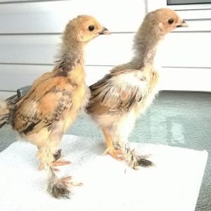 A cockerel and pullet at 3 weeks.