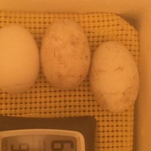 First duck egg incubation and hatch attempt day 28. Supposed to be hatch day!