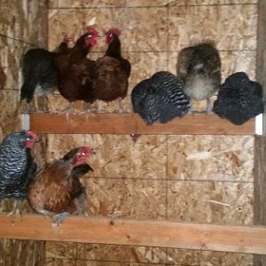 First Night in the new coop!  My DH herded them all inside and then caught them all and placed them on the roosts - you can just see the confusion in this photo, lol.