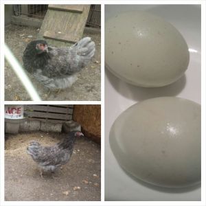 Eggs fro my custom EE hens