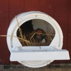 Easter Egger in a Fowl Stuff nest box