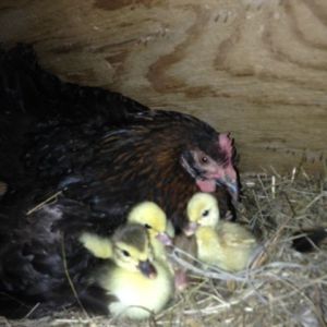 2014- marans hen hatched 5