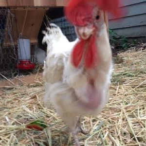 Our queen of the flock, Lucy. Rescued from an egg factory. She is definitely not camera shy.