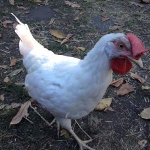Mona a White Leghorn. Rescued from an egg factory. Such a pretty lady, who LOVES treats.