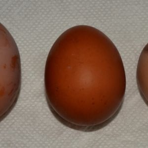 My hens all laid their very first eggs on the exact same day!