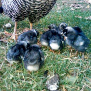 the new barred rock babies,and the first hatch at Haywire Ranch!