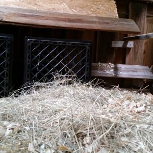 inside closed coop/nesting area