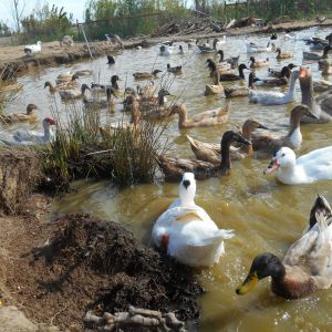 Lake 2 with the waterfowl.  We have had three large lakes dug for the ducks and geese and they love it.