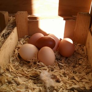 Now six girls laying in one nest box & stacking them up!!