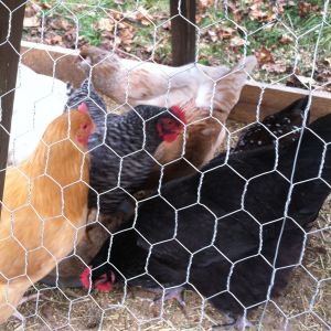 Black Australorp-Aussie; Barred Rock-Barbie;Ameracona-Amy, Buff Orp-Blondie; Speckled Sussex-Sexy and Ameracona-Amy