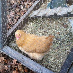 24 weeks Buff Orpington-Blondie, she is the sweetest of all will come to me first and let me pick her up without a fuss!