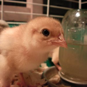this is Rita as a chick