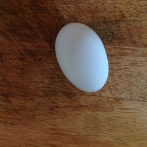 First blue egg from the flock
