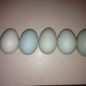 Eggs from our five EE girls all laid in one day