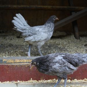 Two of my Andalusian pullets. Very friendly girls and like to fly but stay close to the coop. Haven't had any eggs from them yet.