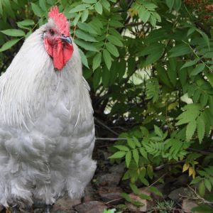 Fohger our yard rooster was dumped over our fence by someone trying to get rid of him. We couldn't have him with the flock but he made fast friends with our LGD and now thinks hes a dog. I assume hes a lavender orpington but Im not sure. Any thoughts?