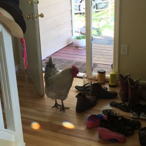 Fohger the yard rooster who thinks hes a dog and also really likes trying to sneak into the house.