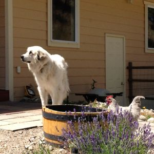 Fohger the yard rooster drinking from our Pyrenees' bucket..