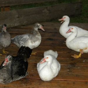 our very young muscovy group...i actually wont be raising ducks anymore but we are keeping this group.