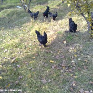 black Azerbaijan ploutry breeds