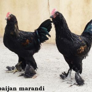 black Azerbaijan ploutry breeds