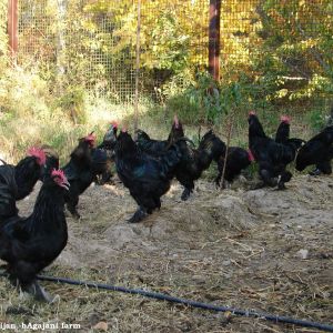 black Azerbaijan ploutry breeds